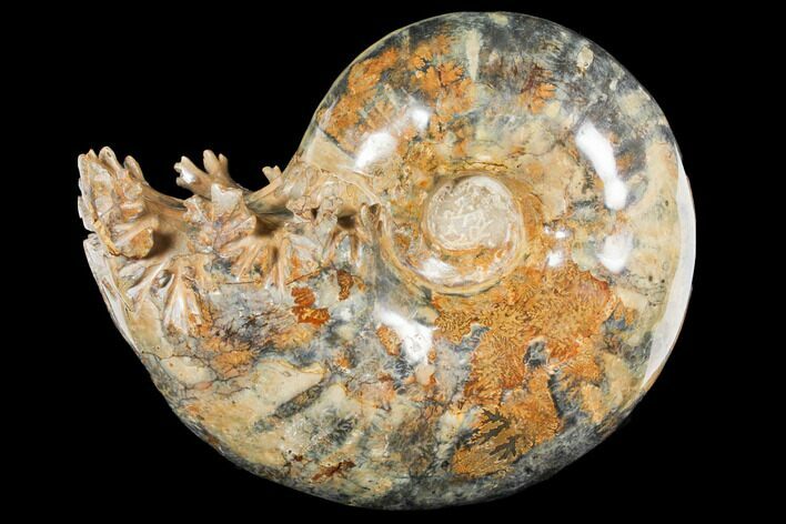 Polished Ammonite Fossil - Madagascar #133240